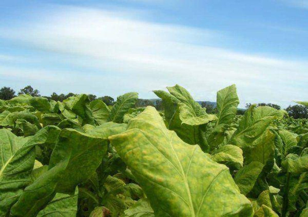 Productores tabacaleros no pierden la fe, apuestan a la dolarizaci�n