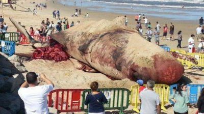 Una ballena muerta sorprendi� en las playas de Uruguay