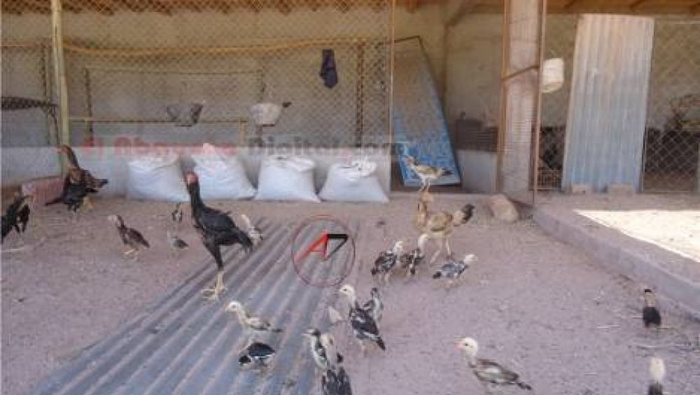 Fiambal�: robaron en un criadero de gallos de raza