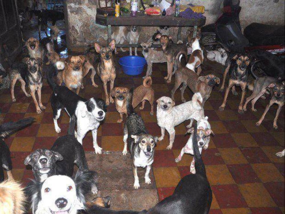 Proyectan un hogar para albergar a perros maltratados y abandonados
