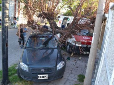 Una ambulancia choc� y tir� un �rbol