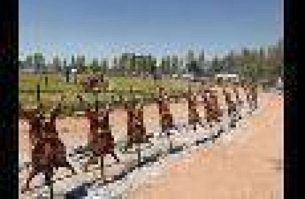 En Malarg�e, unas 25 mil personas pasaron por la Fiesta Nacional del Chivo