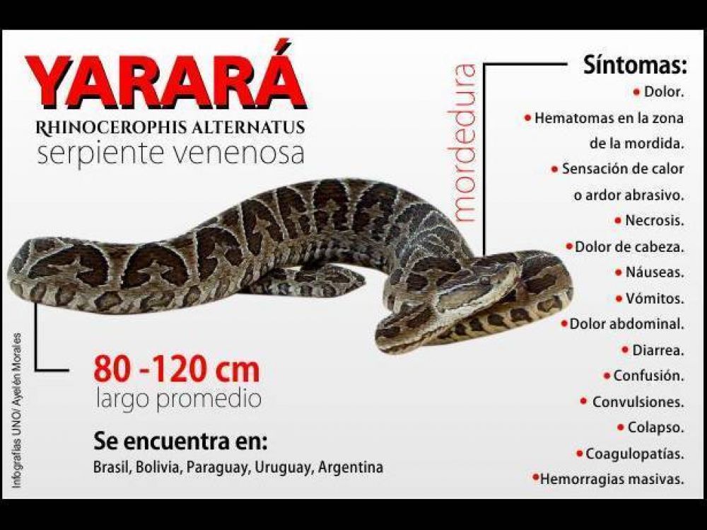 Una yarar� mordi� a un hombre que pescaba a orillas del r�o Gualeguay