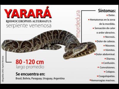 Una yarar� mordi� a un hombre que pescaba a orillas del r�o Gualeguay