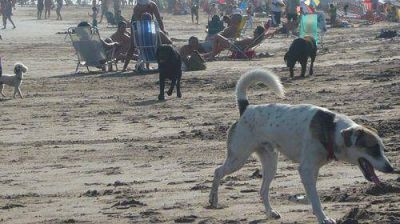 Claromec�: el descontrol lleg� a la playa