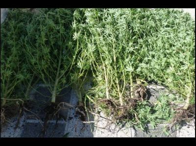Hallaron una plantaci�n de marihuana y dos ladrillos de esa droga en Paran�