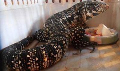 Tigre: Hallan lagarto de un metro en el patio de una casa