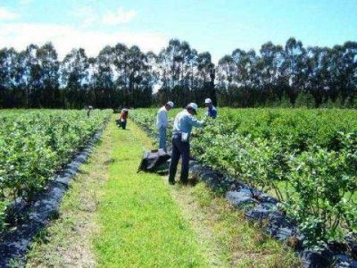 La Provincia, C�ffaro y Uatre en la mira por trata de personas en la cosecha de ar�ndanos en Z�rate