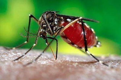 Dengue: Charlas de prevenci�n en los centros comunitarios municipales