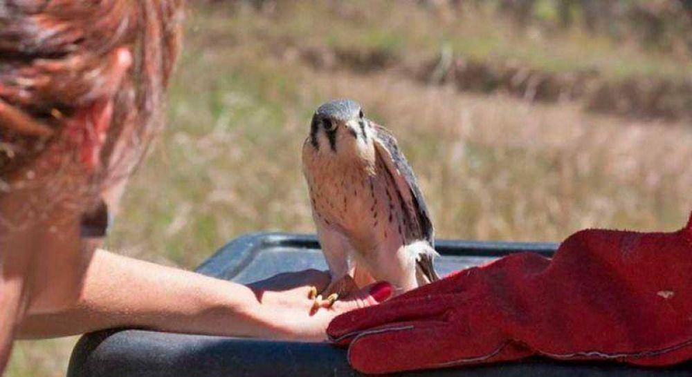 Liberaron tres pichones de Halc�n Colorado en la zona de lago Los Moscos
