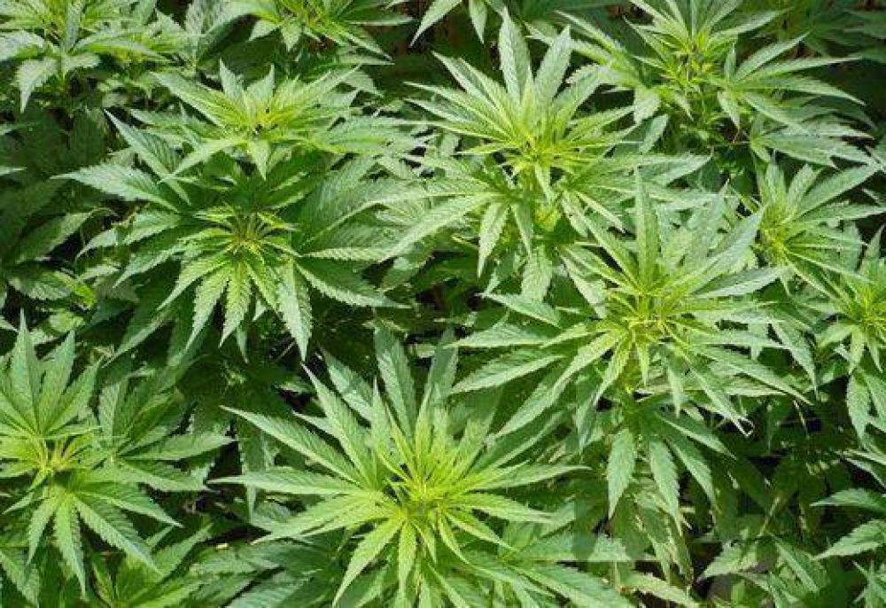 Encuentran una plantaci�n de marihuana en Tres de Febrero