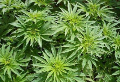 Encuentran una plantaci�n de marihuana en Tres de Febrero