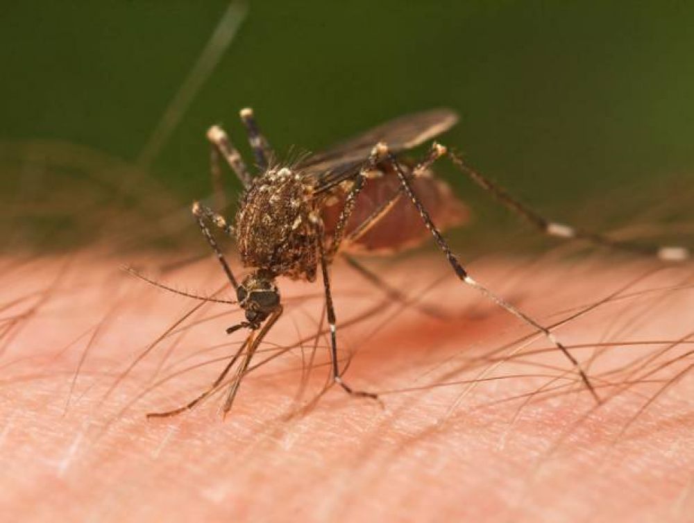 Con menos mosquitos, instan a la prevenci�n