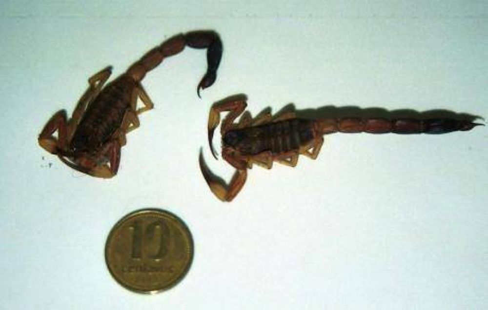 Abundan los alacranes, y la temporada se pone picante