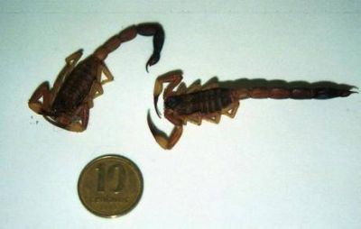 Abundan los alacranes, y la temporada se pone picante