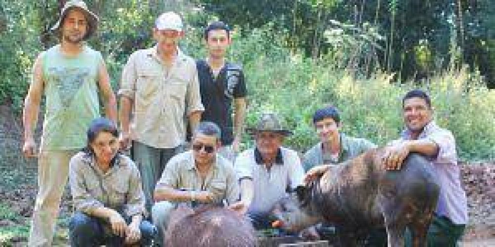 Rescatan un ejemplar de tapir en la localidad formose�a El Espinillo