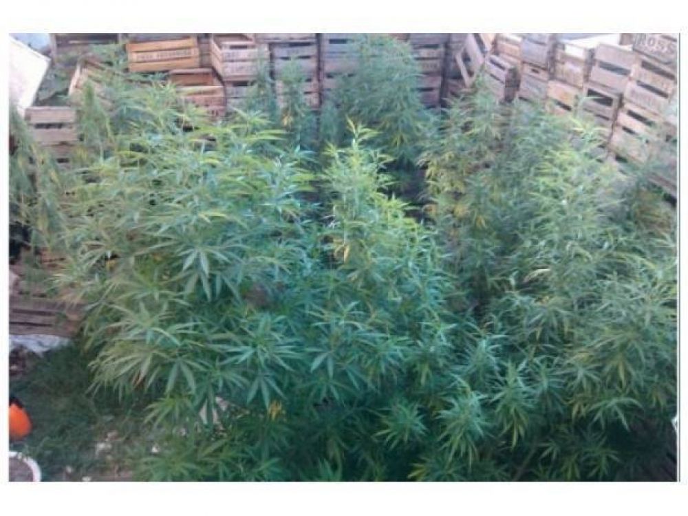 Hallan un vivero de marihuana en el supermercado El Solar