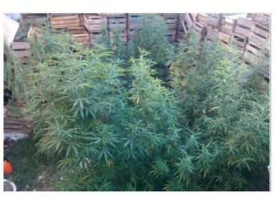 Hallan un vivero de marihuana en el supermercado El Solar