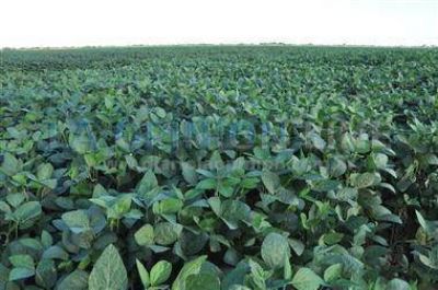 La soja necesita agua en el �rea n�cleo