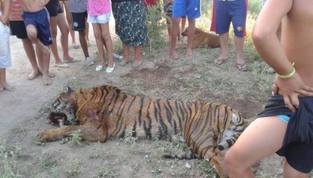 Nadie puede explicar c�mo apareci� un tigre en un pueblo