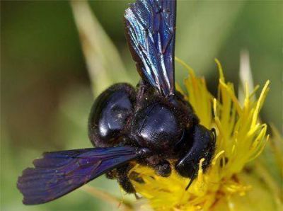 Muri� un pe�n rural que fue picado por un insecto