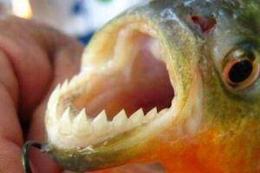 Otro ataque de palometas dej� diez heridos en Rosario