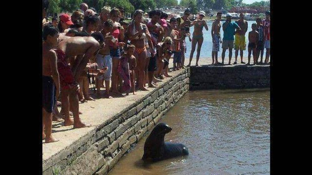 Un lobito marino en el r�o Gualeguaych�