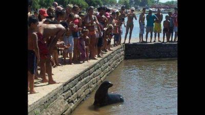 Un lobito marino en el r�o Gualeguaych�