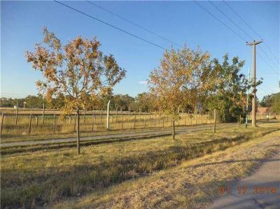 Se est�n secando los �rboles de las ramblas y rotondas
