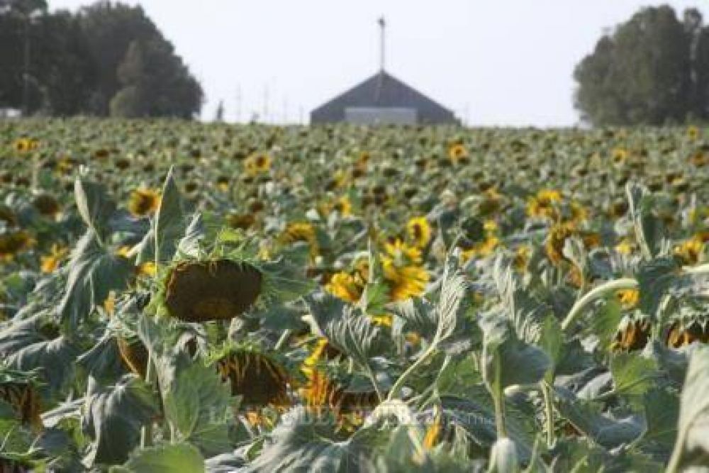 Girasoles y ma�ces, los cultivos m�s complicados
