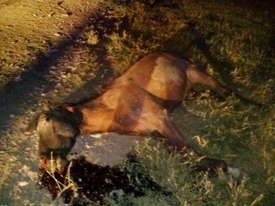 Una familia se salv� de milagro al chocar un caballo en la ruta 3 sur