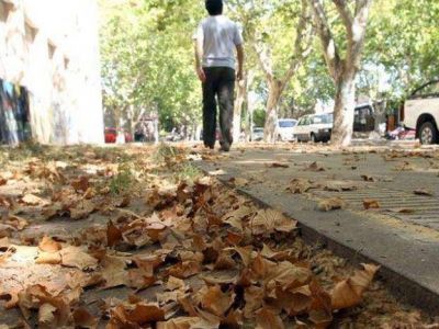 Se "adelant�" el oto�o en San Rafael y hay una gran una preocupaci�n por el estado del arbolado p�blico