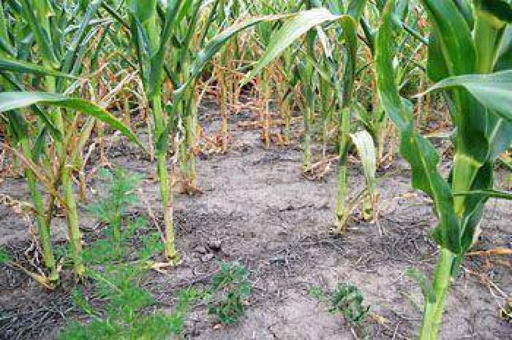 Con las reservas al l�mite, el cultivo de soja empieza a necesitar agua