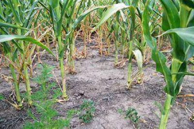 Con las reservas al l�mite, el cultivo de soja empieza a necesitar agua