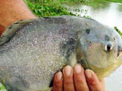 Por nuevos ataques de palometas en la Rambla prohibieron el ba�o