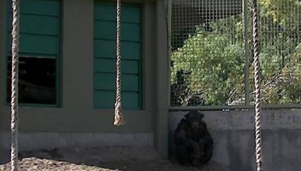Temen por la vida del chimpanc� �Toti�