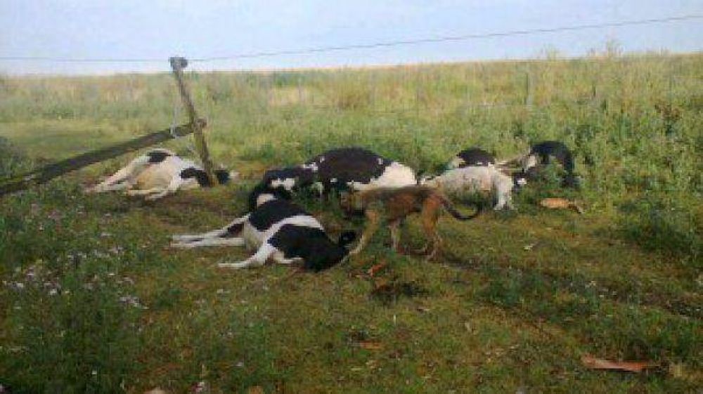 Cay� otro rayo: ahora en 9 de Julio y mat� a seis vacas