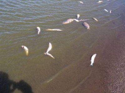 Importante mortandad de peces se observa en la laguna La Salada