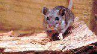 Autoridades de Salud descartan casos de hantavirus en Mendoza