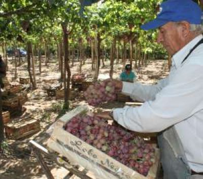 Cosechadores: ampl�an la ayuda y ya cubre el 40%