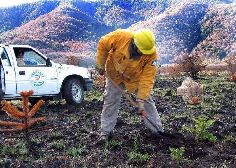 Pehuenes j�venes tras el incendio
