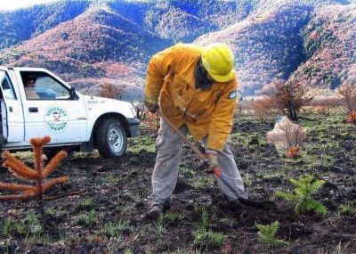Pehuenes j�venes tras el incendio