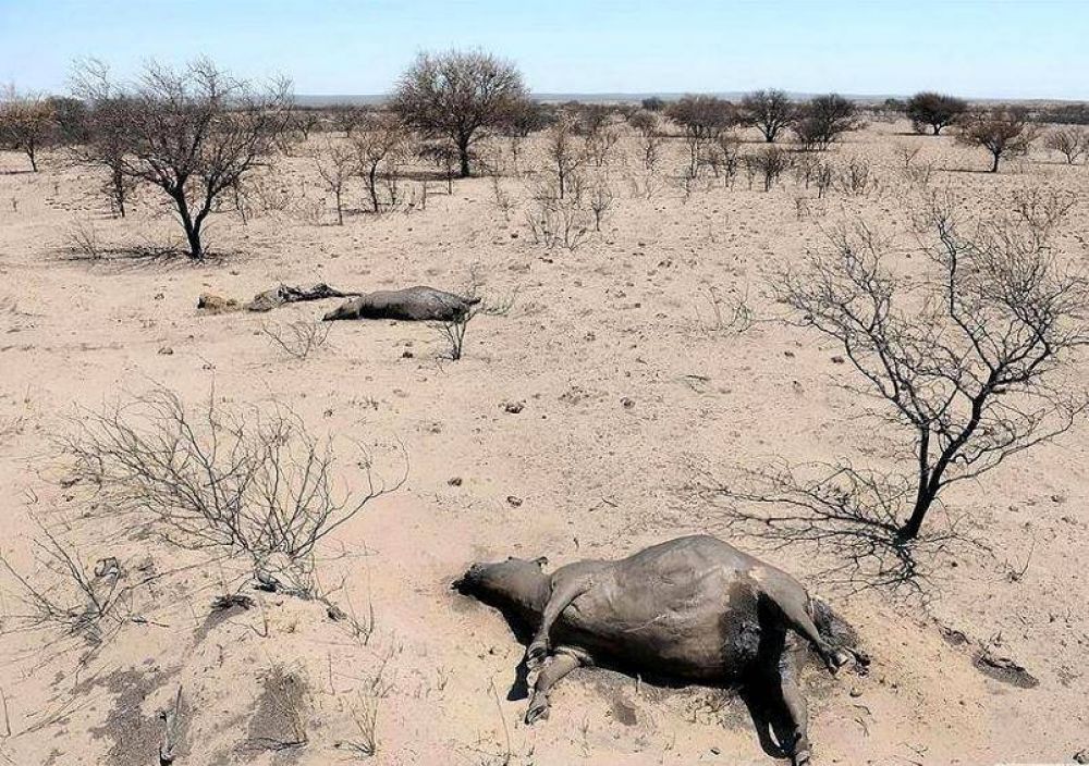 Incendios: graves p�rdidas de alambres y animales