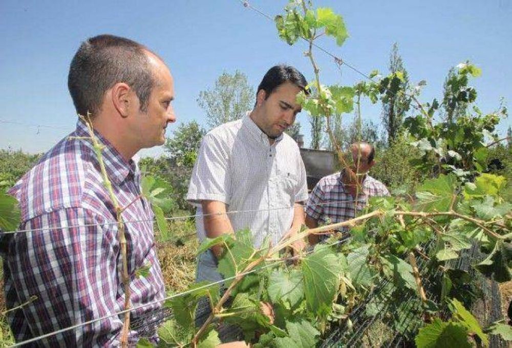 San Rafael: por la piedra se perdi� el 60% de la producci�n