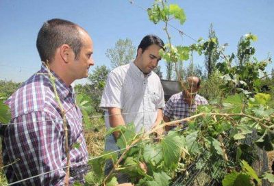 San Rafael: por la piedra se perdi� el 60% de la producci�n