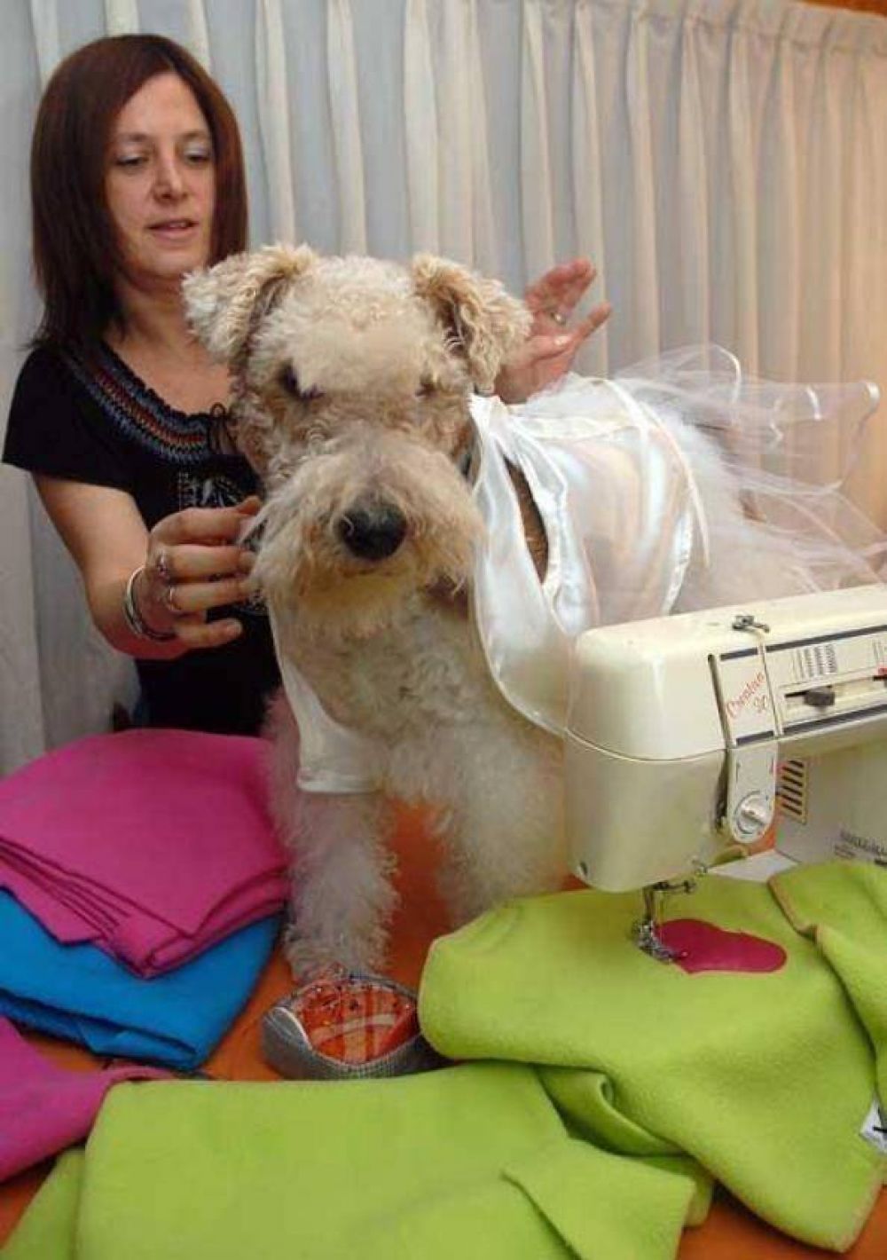 Posadas: Cada vez son m�s las veterinarias con servicio de internados para mascotas