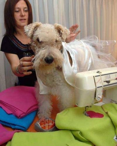 Posadas: Cada vez son m�s las veterinarias con servicio de internados para mascotas