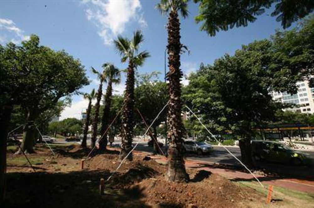 Nuevo trasplante de �rboles por obras en el Metrobus