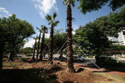 Nuevo trasplante de �rboles por obras en el Metrobus