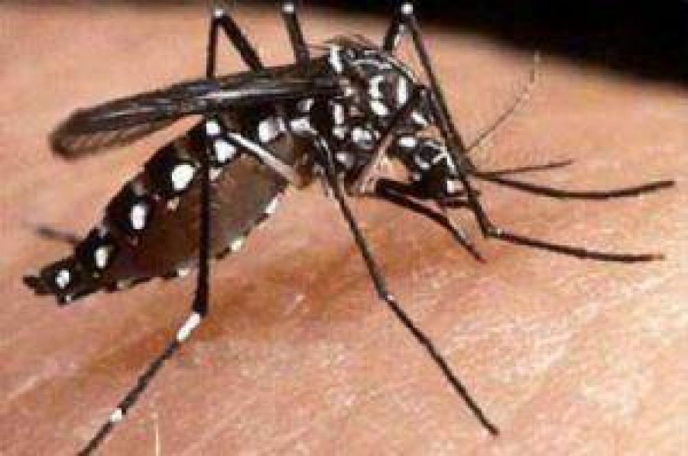 Contin�an trabajos de prevenci�n del dengue